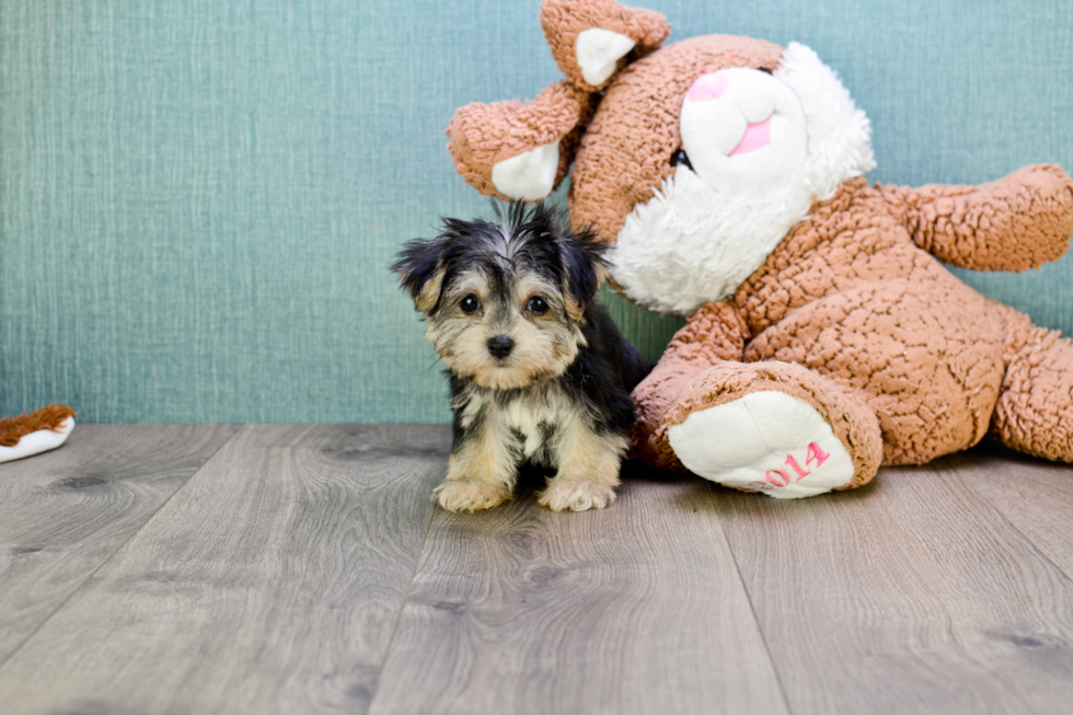 Friendly Morkie Baby