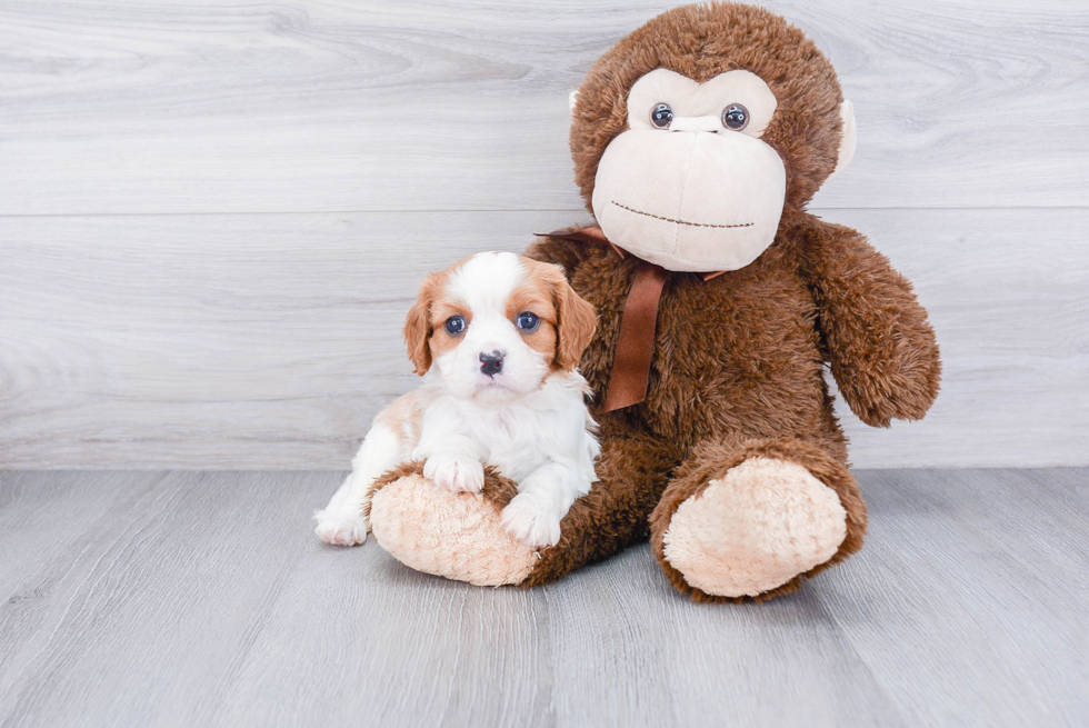 Little Cavalier King Charles Spaniel Purebred Pup