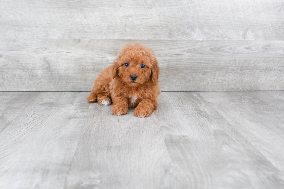 Little Maltepoo Poodle Mix Puppy