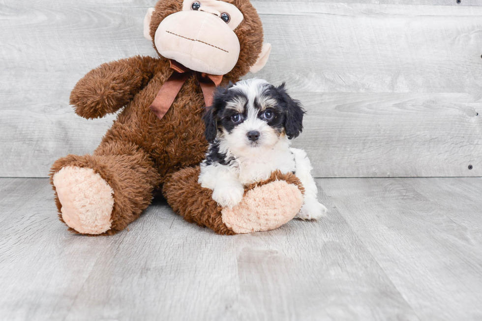 Smart Cavachon Designer Pup