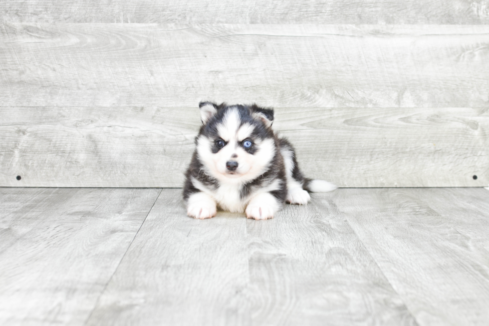 Friendly Pomsky Baby