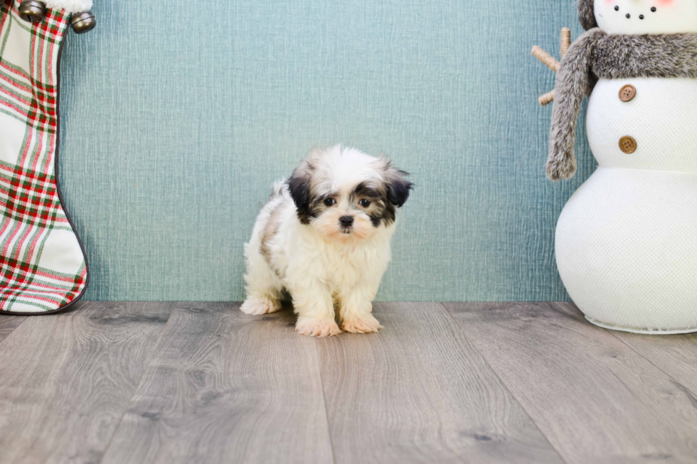 Teddy Bear Pup Being Cute