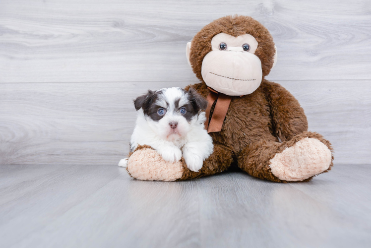 Best Havanese Baby