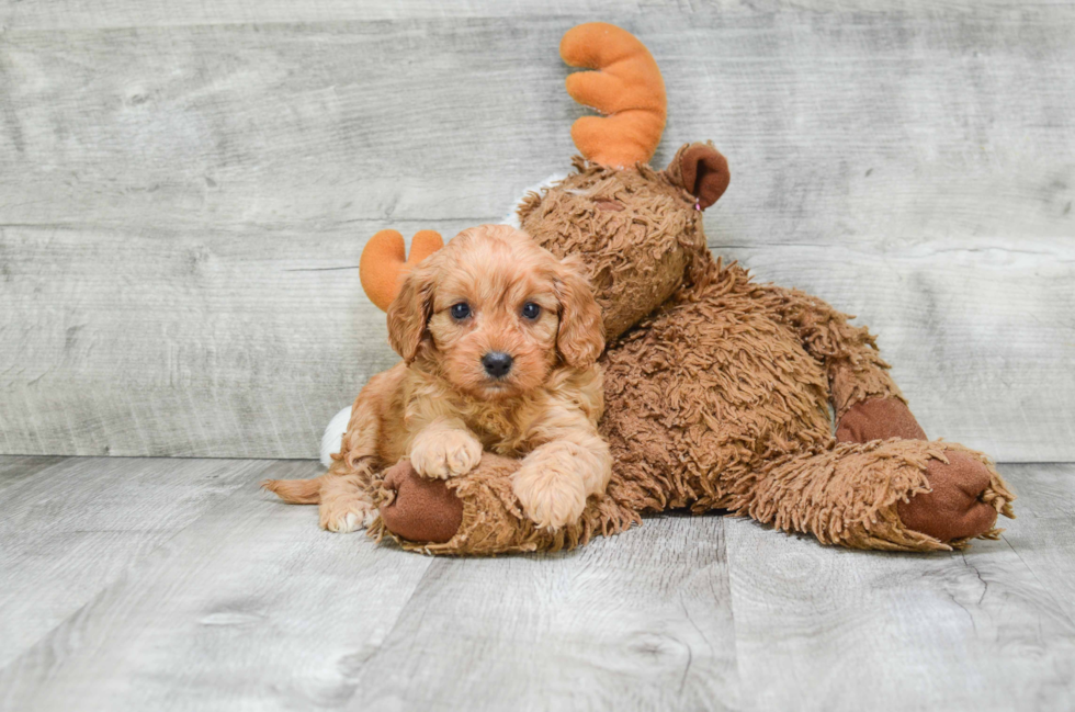 Best Cavapoo Baby