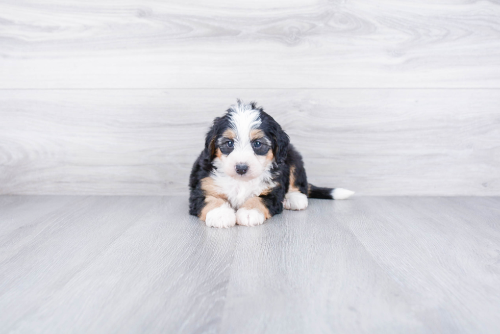 Mini Bernedoodle Puppy for Adoption