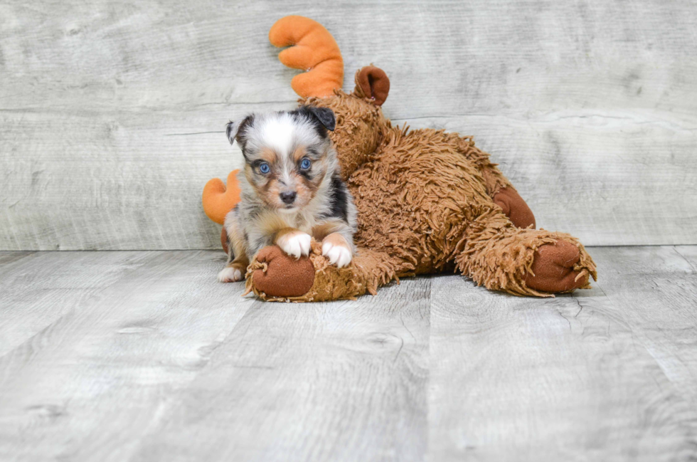 Energetic Aussiepoo Poodle Mix Puppy