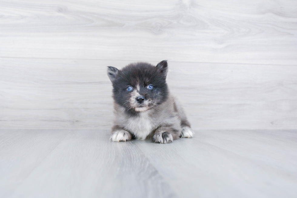 Sweet Pomsky Baby