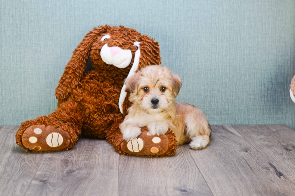 Hypoallergenic Yorkie Designer Puppy