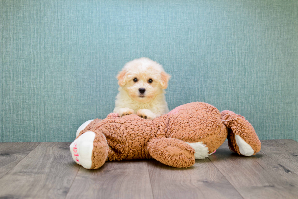 Best Havanese Baby