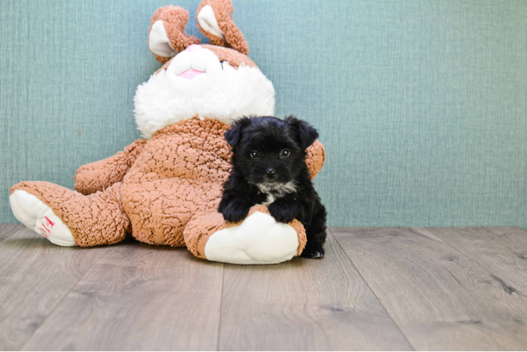 Playful Yorkie Designer Puppy