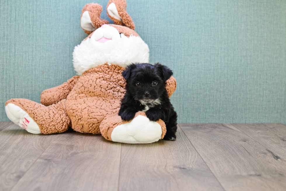 Playful Yorkie Designer Puppy
