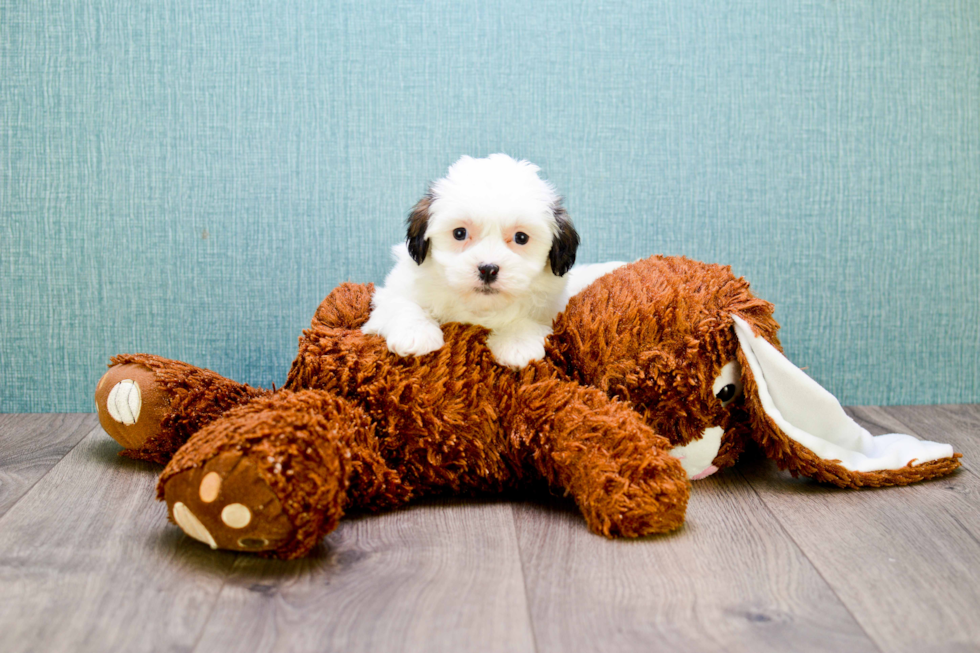 Popular Teddy Bear Designer Pup