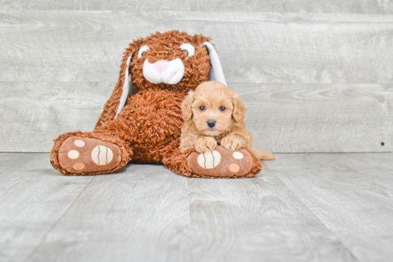 Sweet Maltipoo Baby