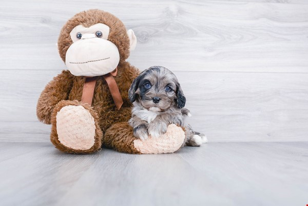 Energetic Cavoodle Poodle Mix Puppy