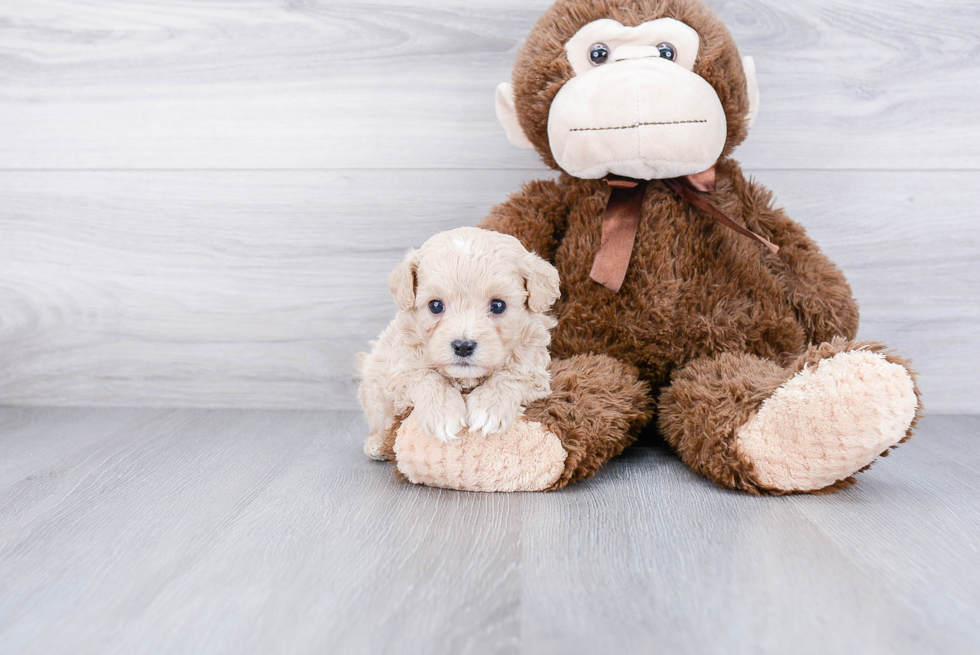 Cavapoo Puppy for Adoption
