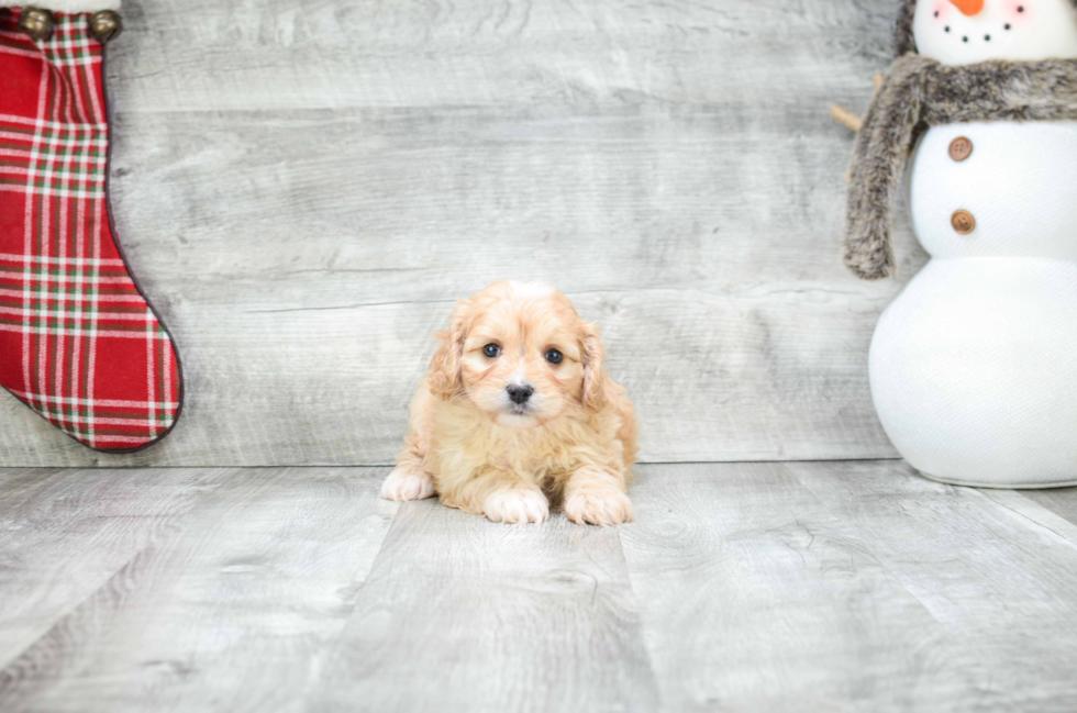 Cavachon Pup Being Cute