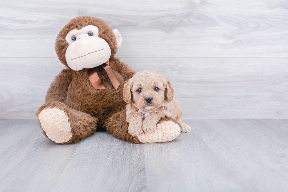 Best Cavapoo Baby