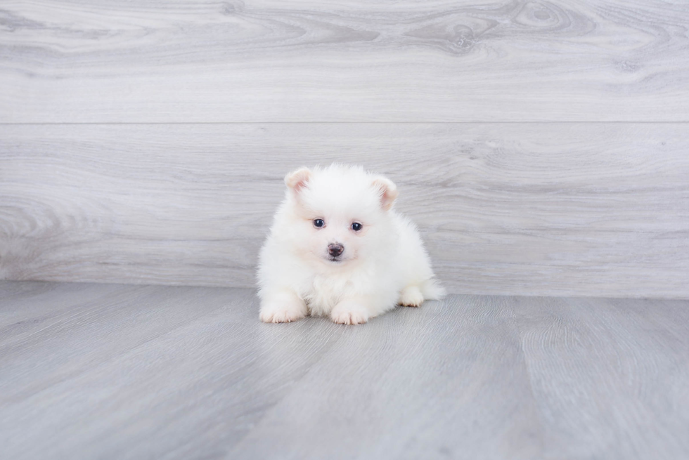 Friendly Pomeranian Baby