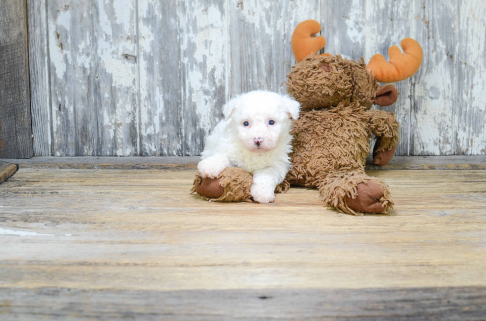 Funny Maltipoo Poodle Mix Pup