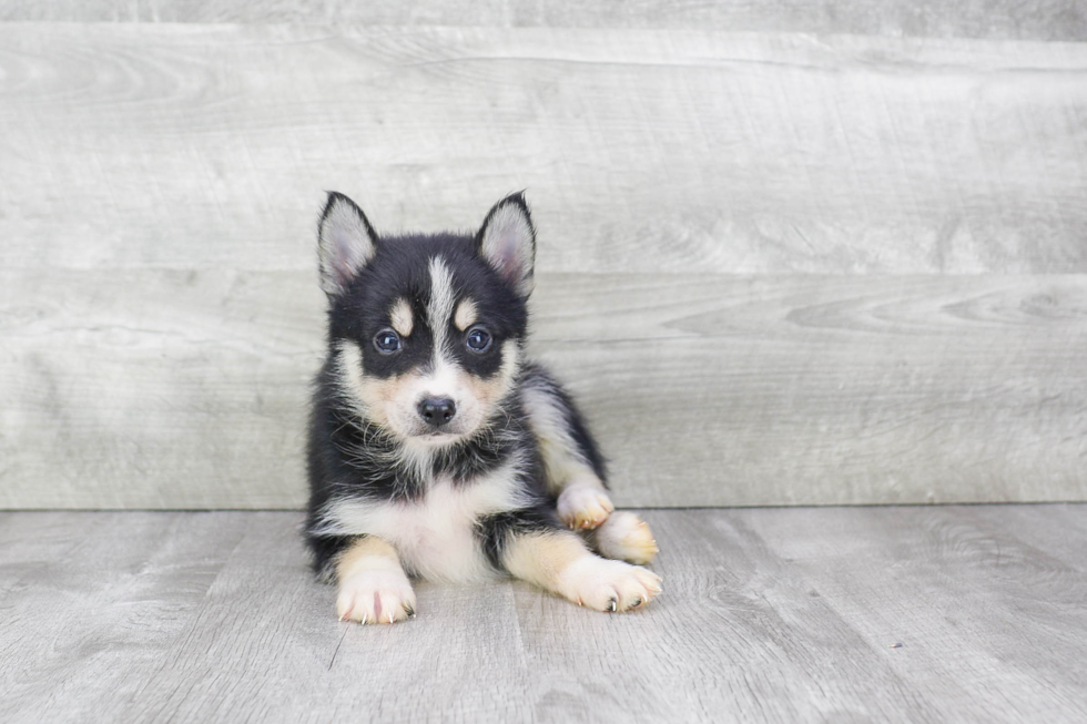 Playful Mini Husky Designer Puppy