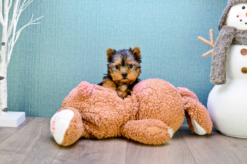 Meet Micro-Teacup-Giselle - our Yorkshire Terrier Puppy Photo 