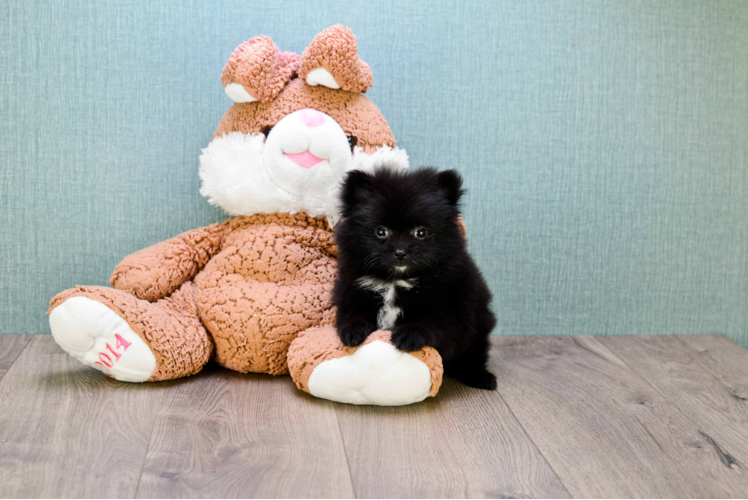 Pomeranian Pup Being Cute