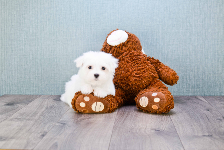 Maltese Pup Being Cute