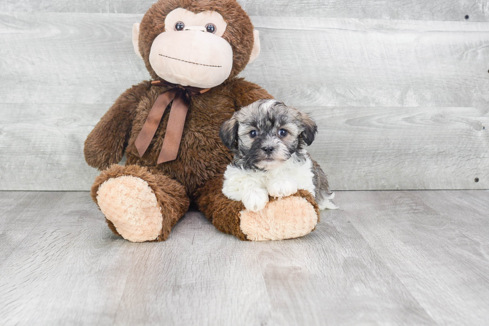 Popular Havanese Purebred Pup