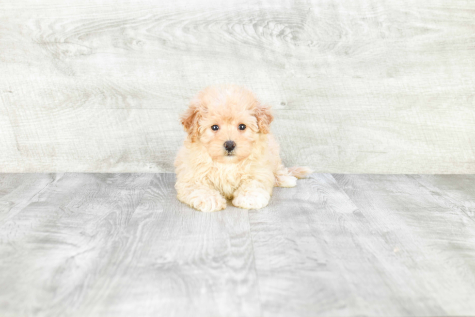 Maltipoo Pup Being Cute