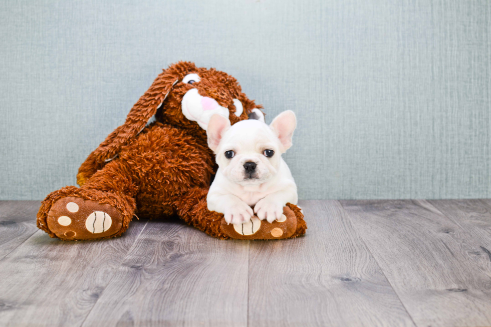 French Bulldog Pup Being Cute