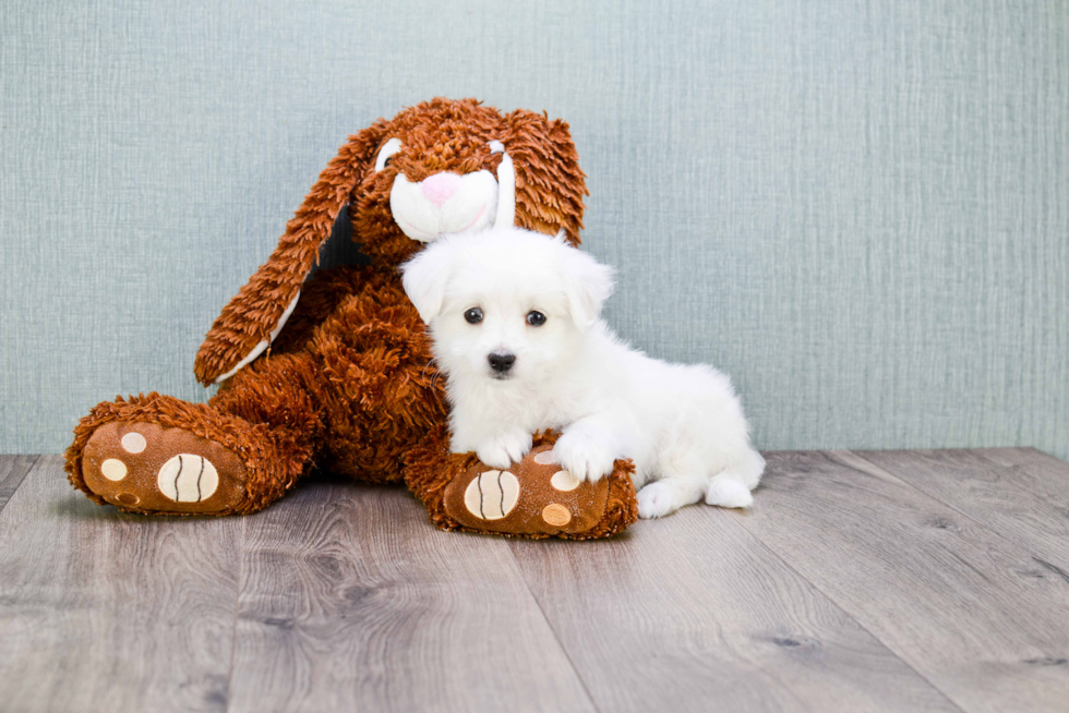 Maltipom Pup Being Cute