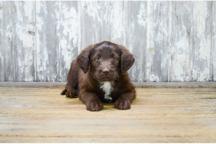 Energetic Labrador Poodle Mix Puppy