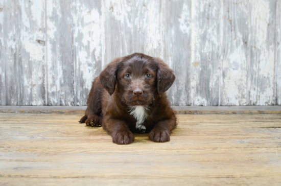 Energetic Labrador Poodle Mix Puppy