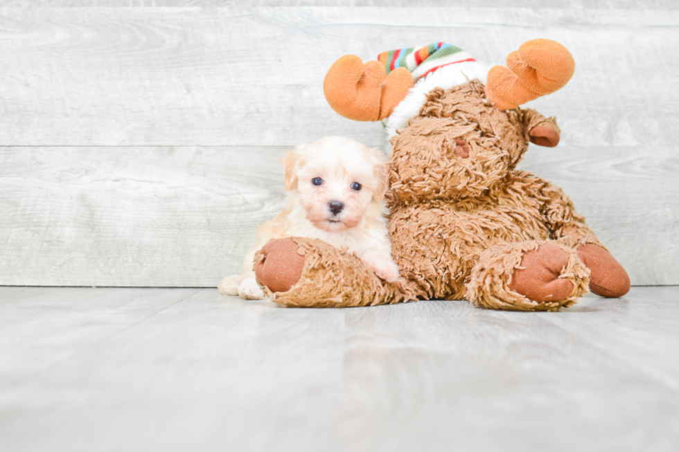 Maltipoo Pup Being Cute