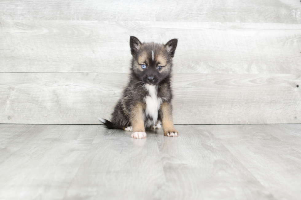 Playful Mini Husky Designer Puppy