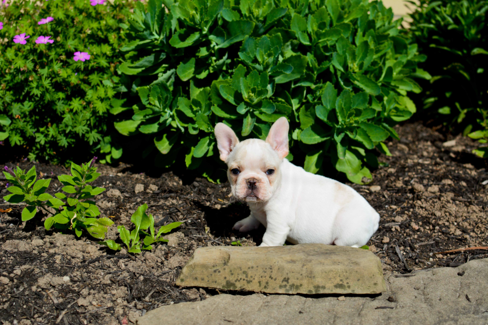 Sweet Frenchie Purebred Puppy