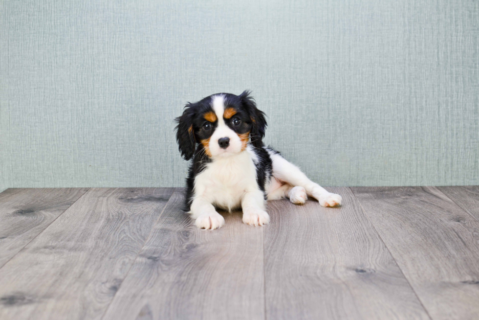 Cavalier King Charles Spaniel Pup Being Cute