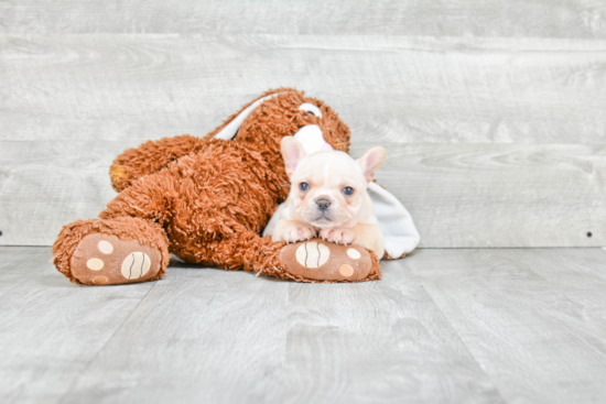 French Bulldog Puppy for Adoption