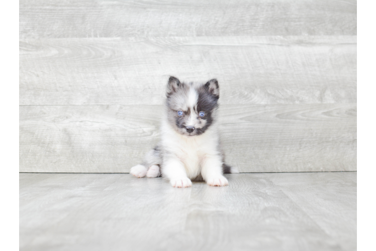 Energetic Mini Husky Designer Puppy