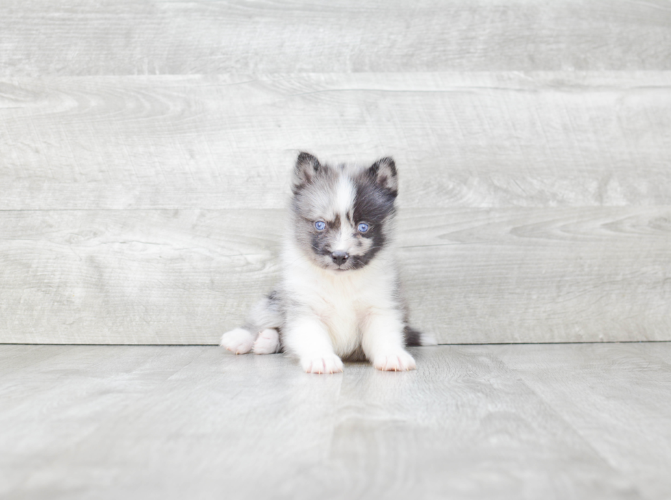 Energetic Mini Husky Designer Puppy