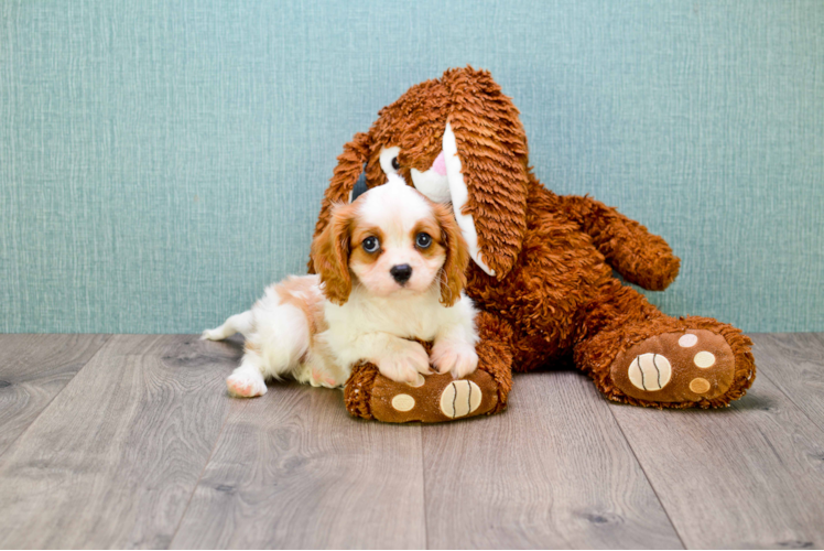 Cavalier King Charles Spaniel Pup Being Cute