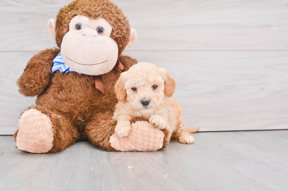 Mini Goldendoodle Puppy for Adoption