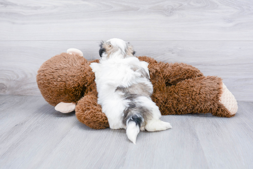 Popular Teddy Bear Designer Pup