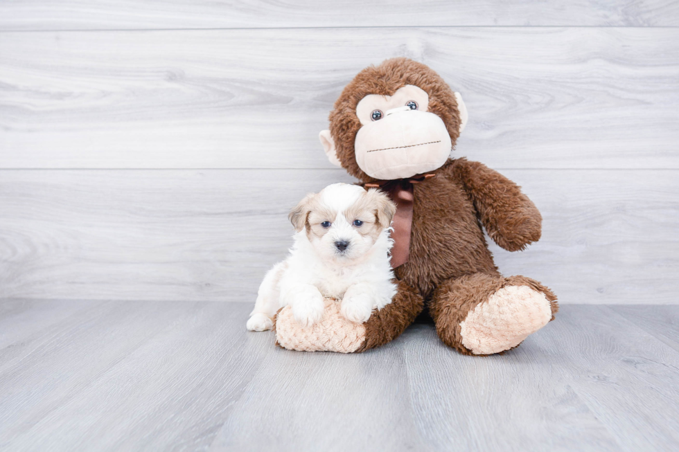 Teddy Bear Pup Being Cute