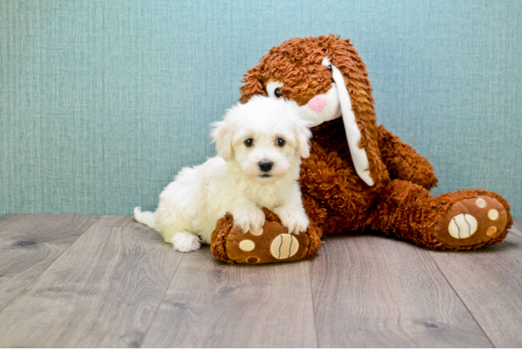 Hypoallergenic Maltese Poodle Poodle Mix Puppy