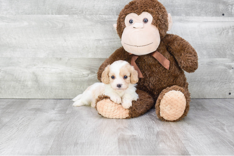 Petite Cavachon Designer Pup