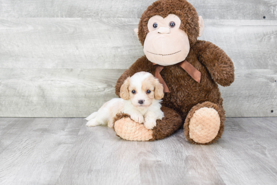 Petite Cavachon Designer Pup