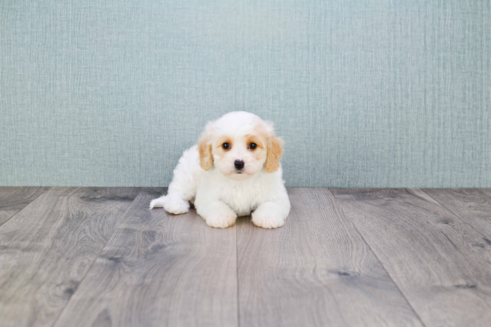 Cavachon Puppy for Adoption