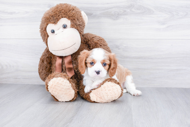 Best Cavalier King Charles Spaniel Baby