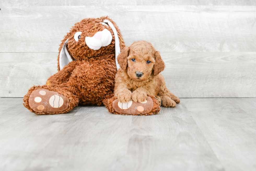 Playful Golden Retriever Poodle Mix Puppy